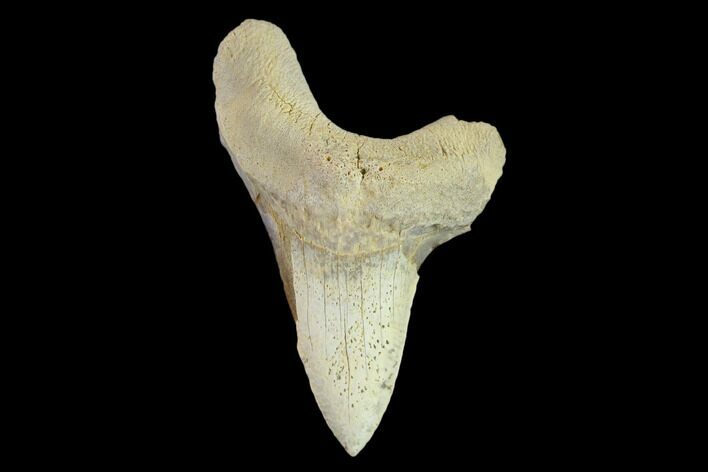 Bargain, Fossil Shark (Cretoxyrhina) Tooth - Kansas #134849